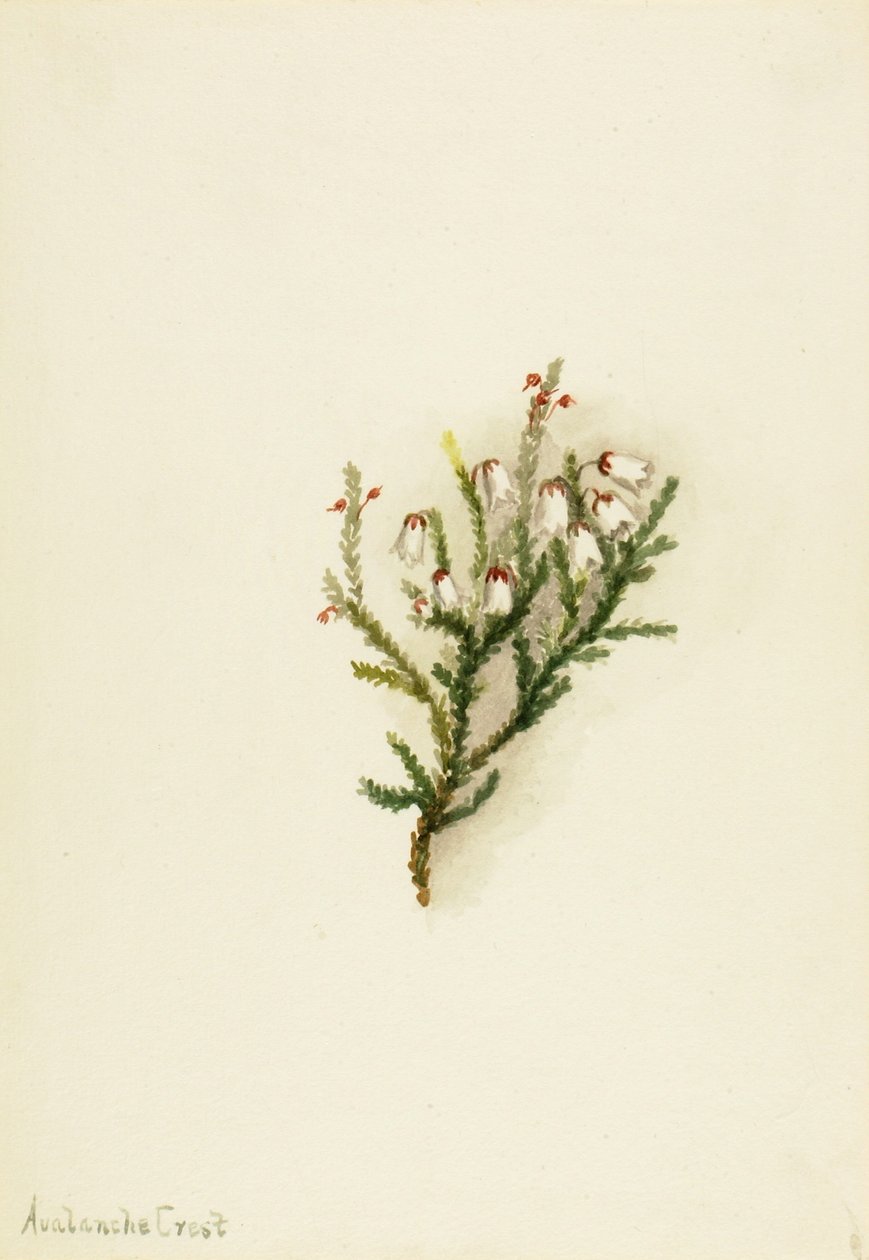 Casiope (Cassiope mertensiana) de Mary Vaux Walcott