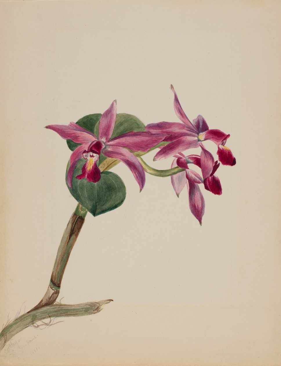 Cattlaya superbus, 1881 de Mary Vaux Walcott
