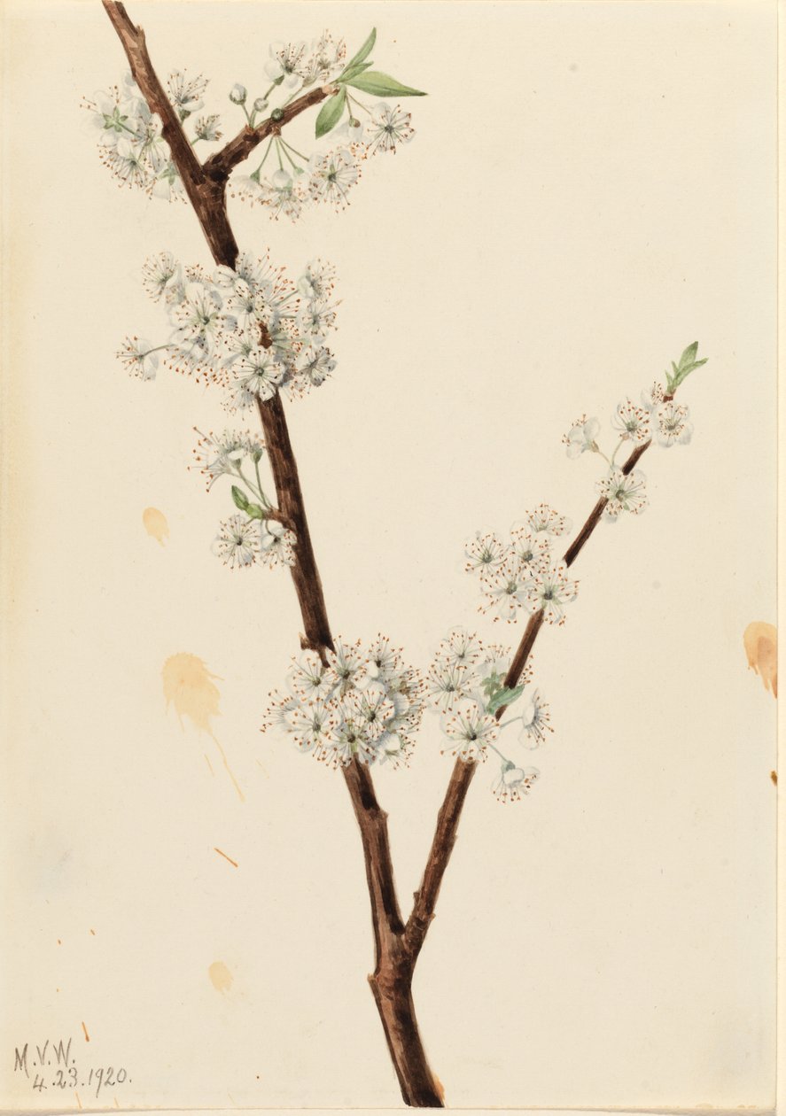 Ciruelo Chickasaw (Prunus angustifolia) de Mary Vaux Walcott