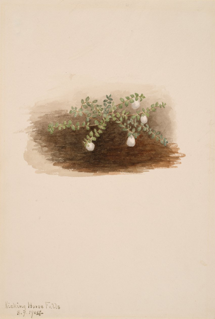 Chiogenes hispidula de Mary Vaux Walcott