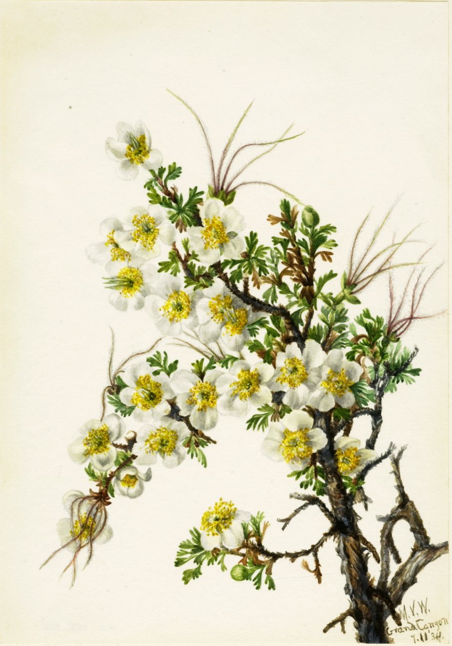 Rosa de Acantilado Cowania stanshuriana, 1934 de Mary Vaux Walcott