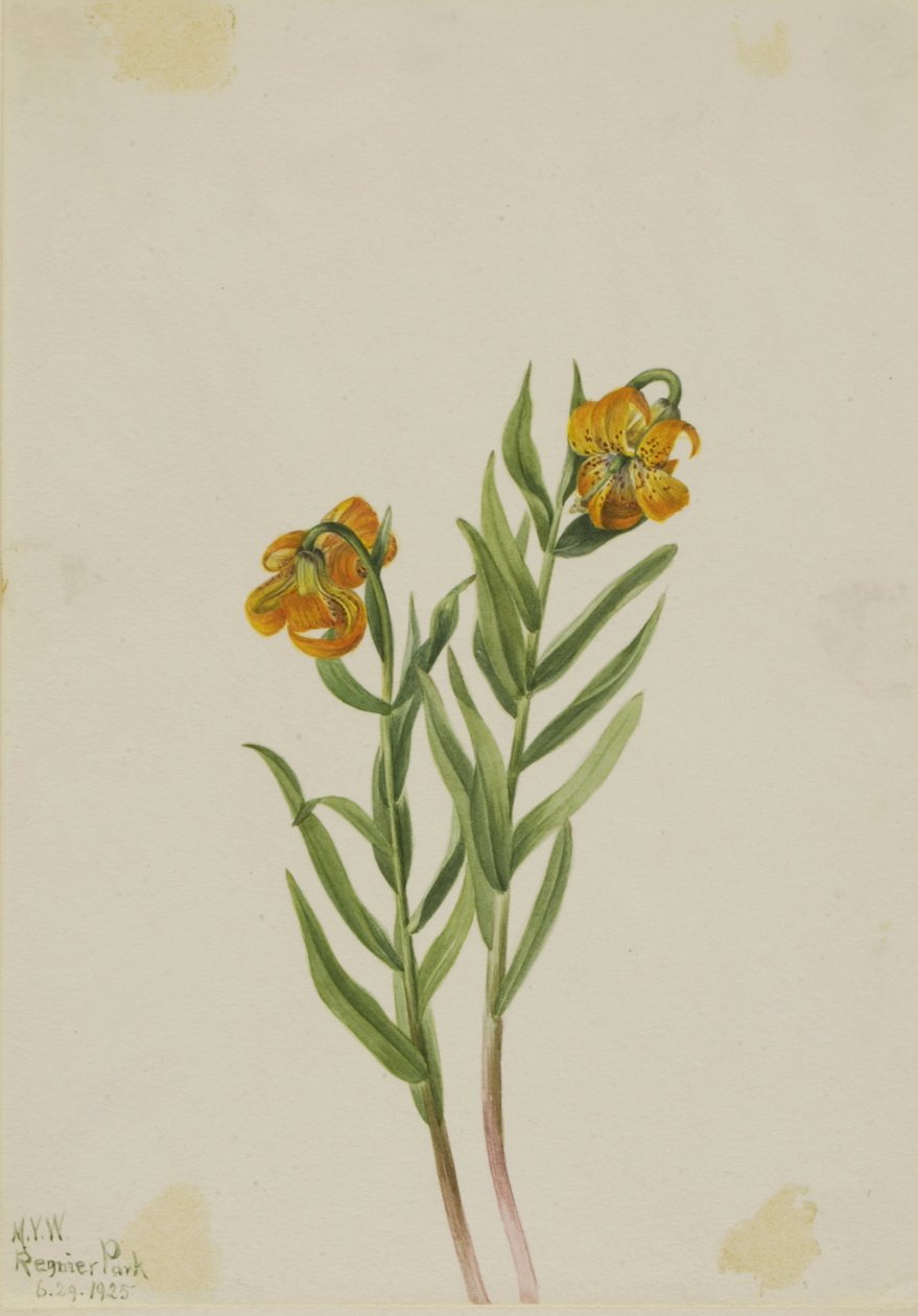 Lirio de Columbia (Lilium columbianum) de Mary Vaux Walcott