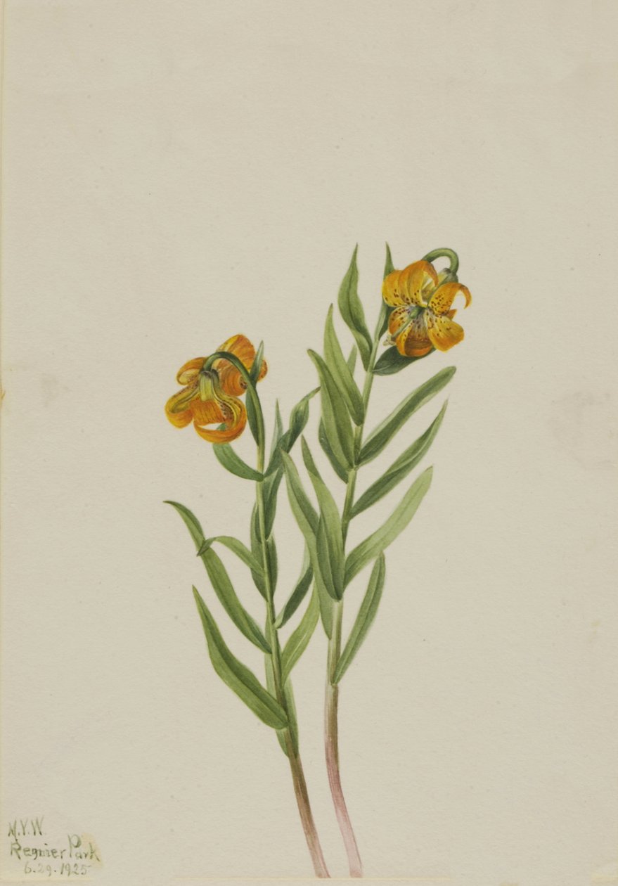 Lirio de Columbia Lilium columbianum de Mary Vaux Walcott