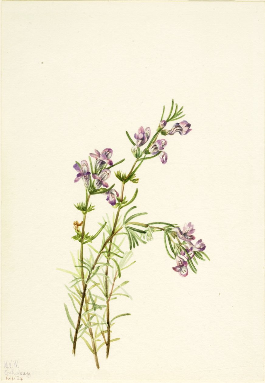 Conradina verticillata, 1934 de Mary Vaux Walcott