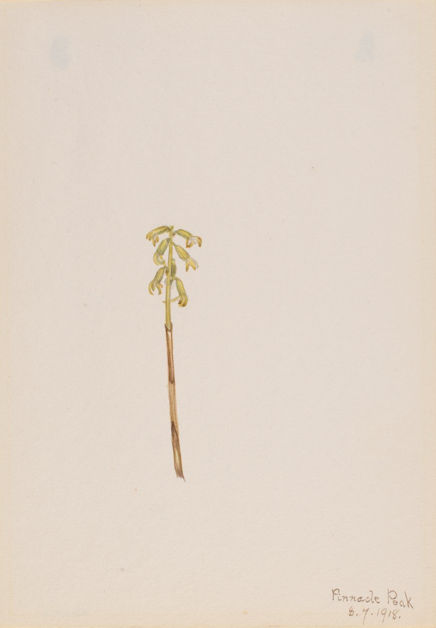 Corathorhiza corallorhiza, 1918 de Mary Vaux Walcott