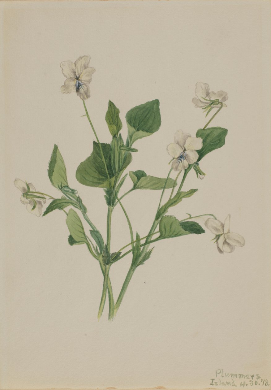 Violeta crema (Viola striata) de Mary Vaux Walcott