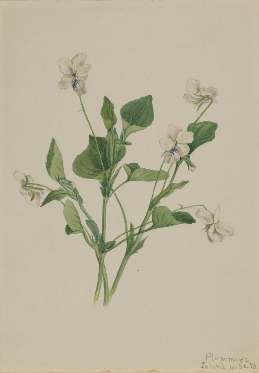 Violeta crema Viola striata, 1918 de Mary Vaux Walcott