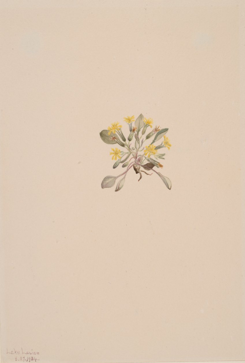 Crepis elegans de Mary Vaux Walcott