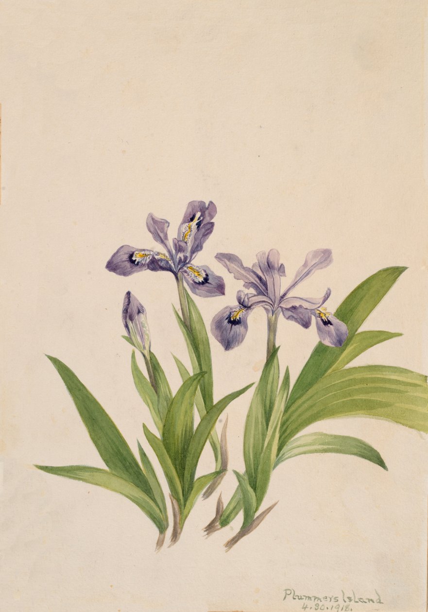 Iris crestado Iris cristata, 1918 de Mary Vaux Walcott