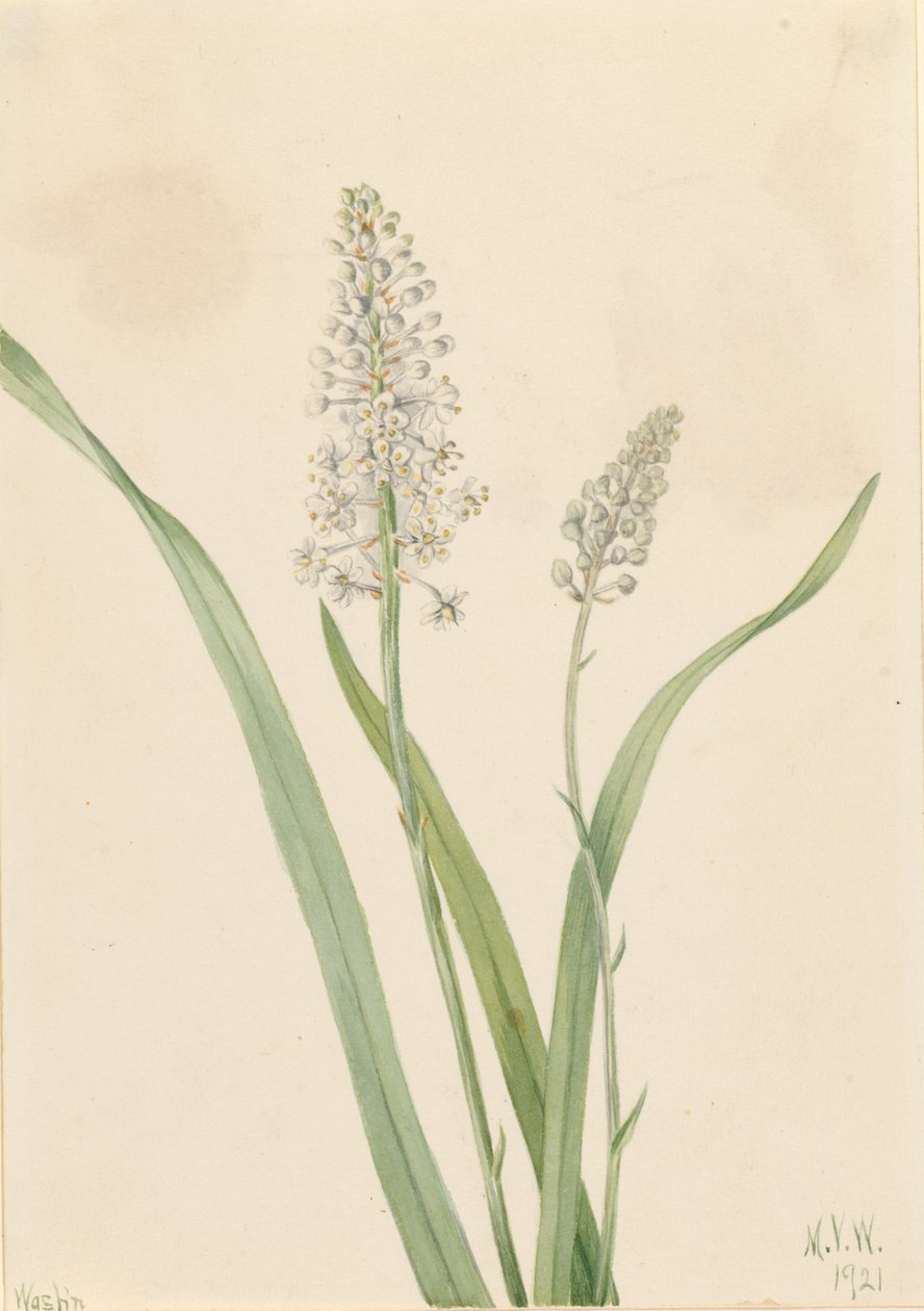 Veneno de los cuervos (Chrosperma muscaetoxicum) de Mary Vaux Walcott
