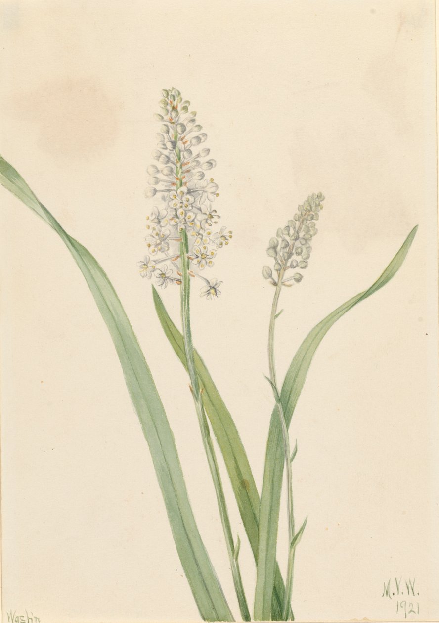Chrosperma muscaetoxicum, 1921 de Mary Vaux Walcott