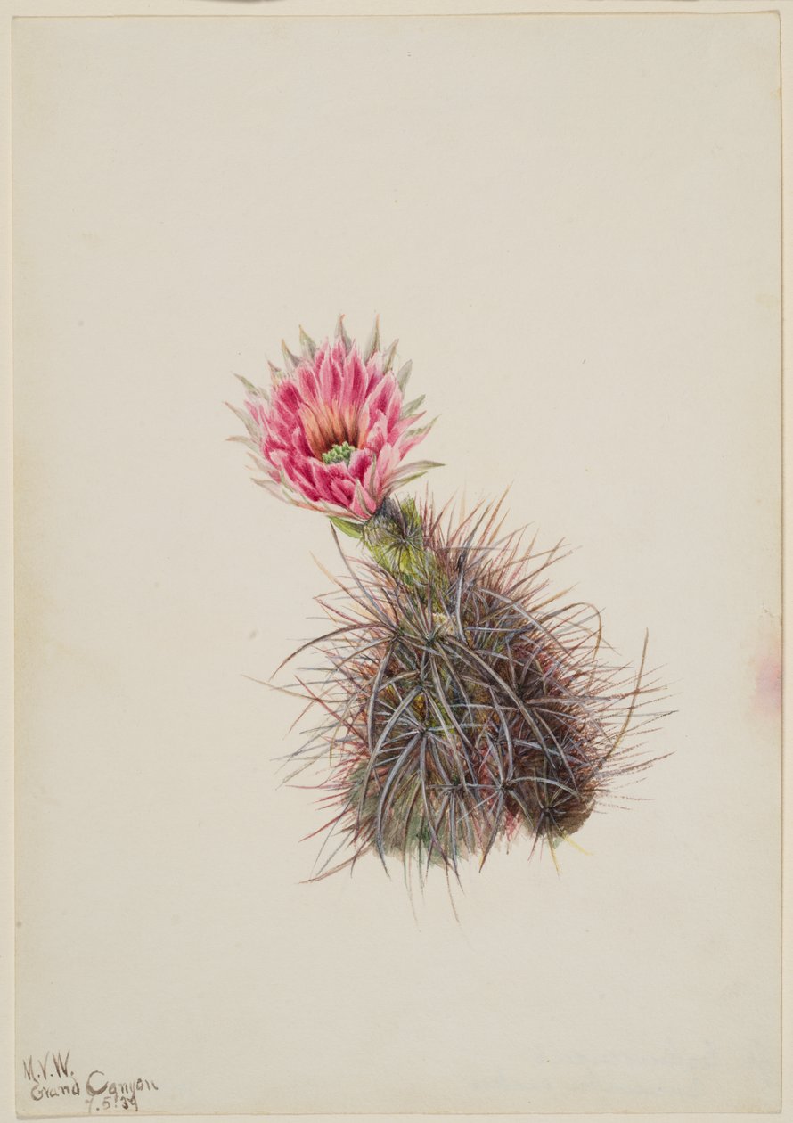 Cactus pepino, 1939 de Mary Vaux Walcott