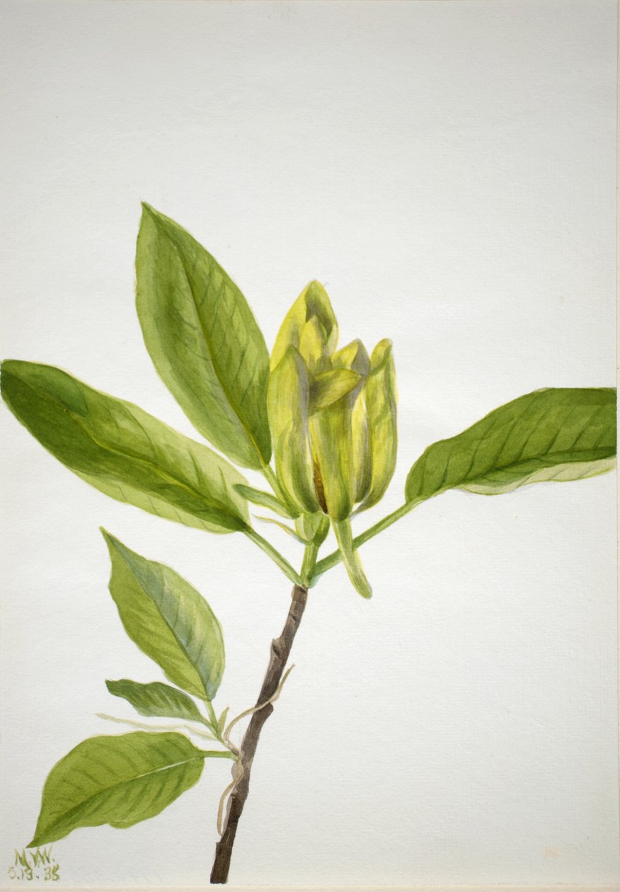 Pepino (Magnolia scuminata) de Mary Vaux Walcott