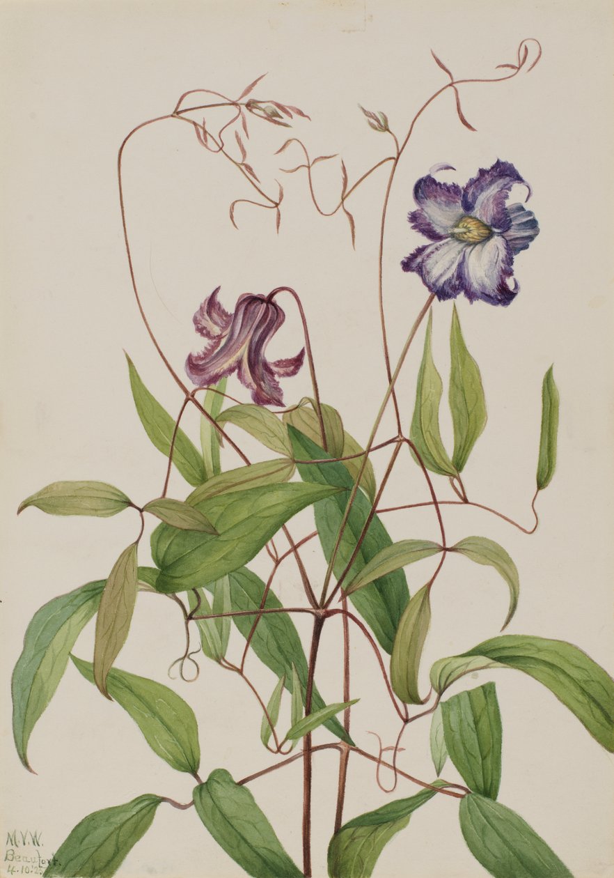 Clemátide rizada Clematis crispa, 1925 de Mary Vaux Walcott