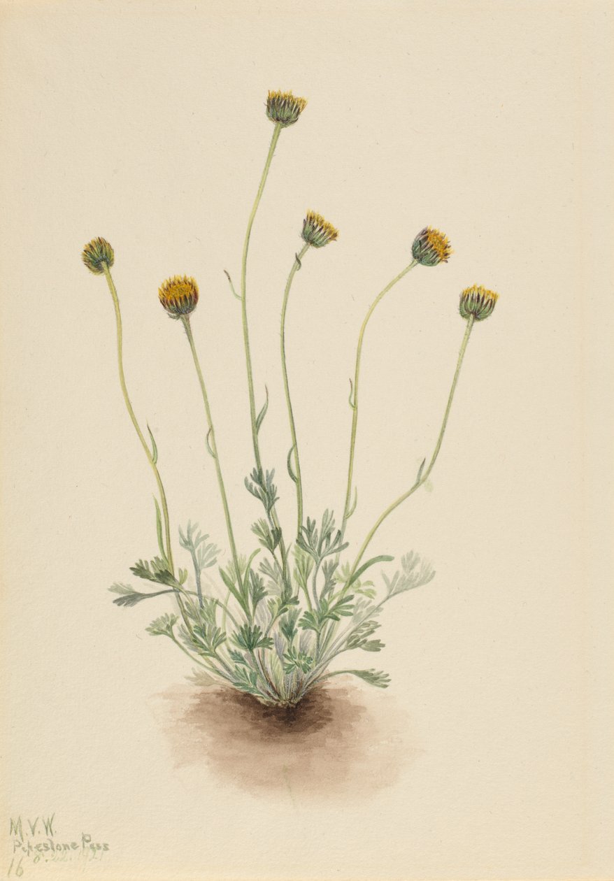 Erigeron compositus nudus de Hoja Cortada, 1921 de Mary Vaux Walcott