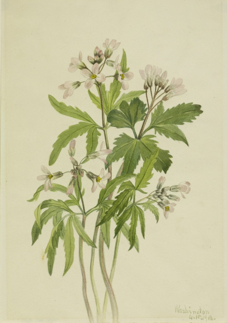 Dentaria cortada (Dentaria laciniata) de Mary Vaux Walcott