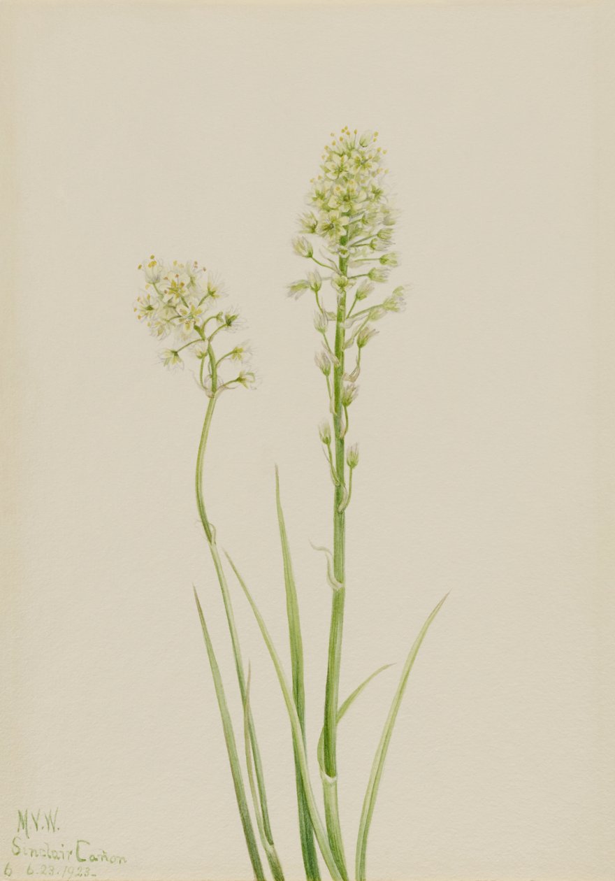 Camas de la muerte (Zygadenus venenosus) de Mary Vaux Walcott