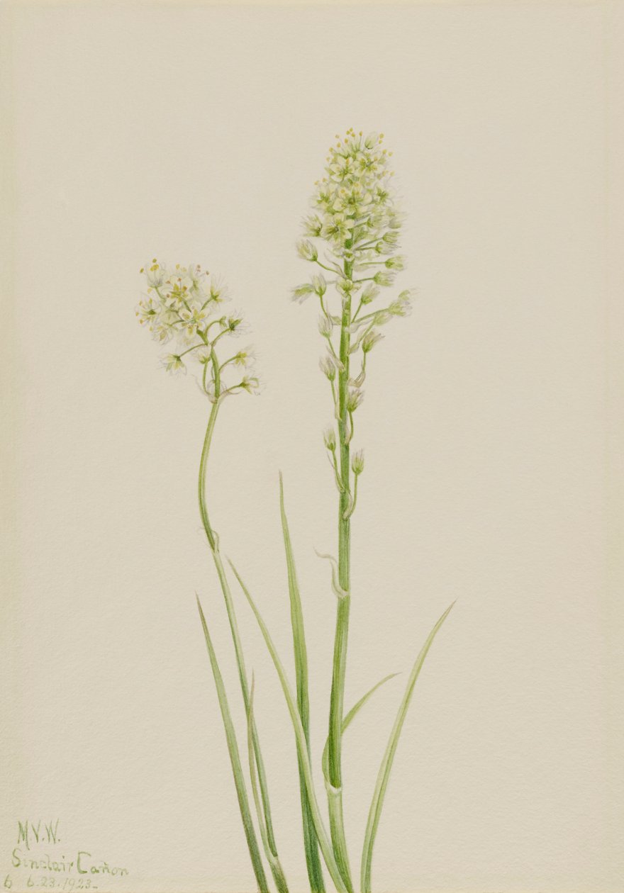 Camas de la muerte Zygadenus venenosus de Mary Vaux Walcott