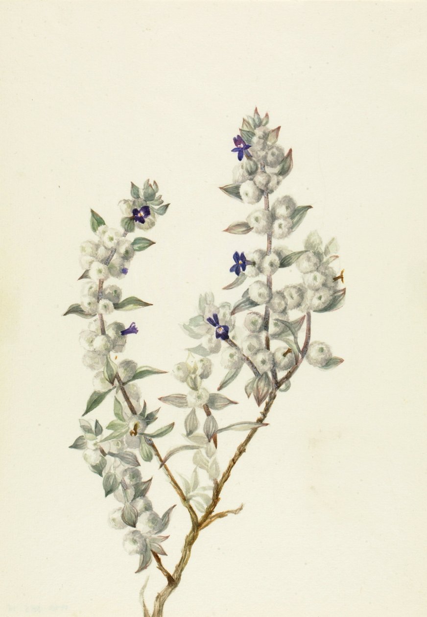 Salvia del Valle de la Muerte (Salvia funerea), ca. principios de los años 1930 de Mary Vaux Walcott