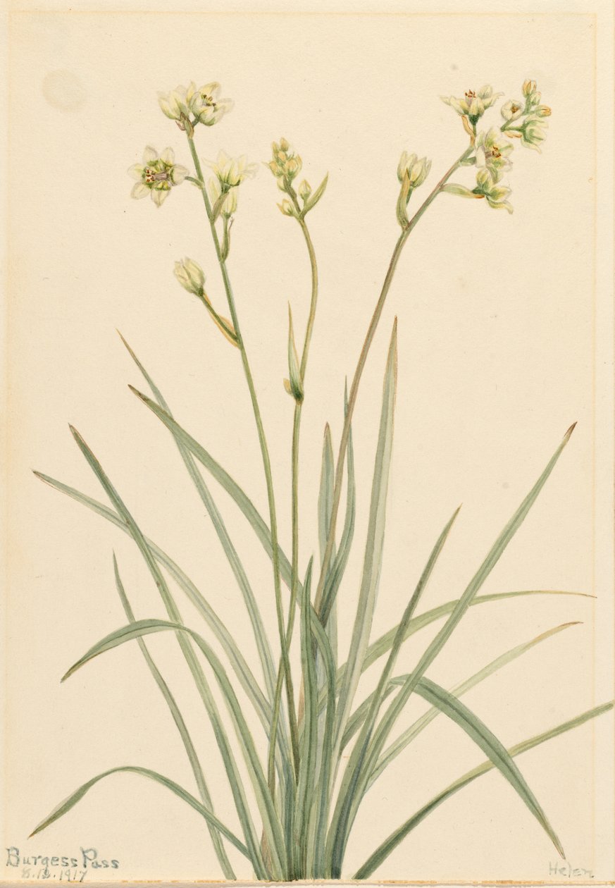 Deathcamas (Zygadenus elegans) de Mary Vaux Walcott