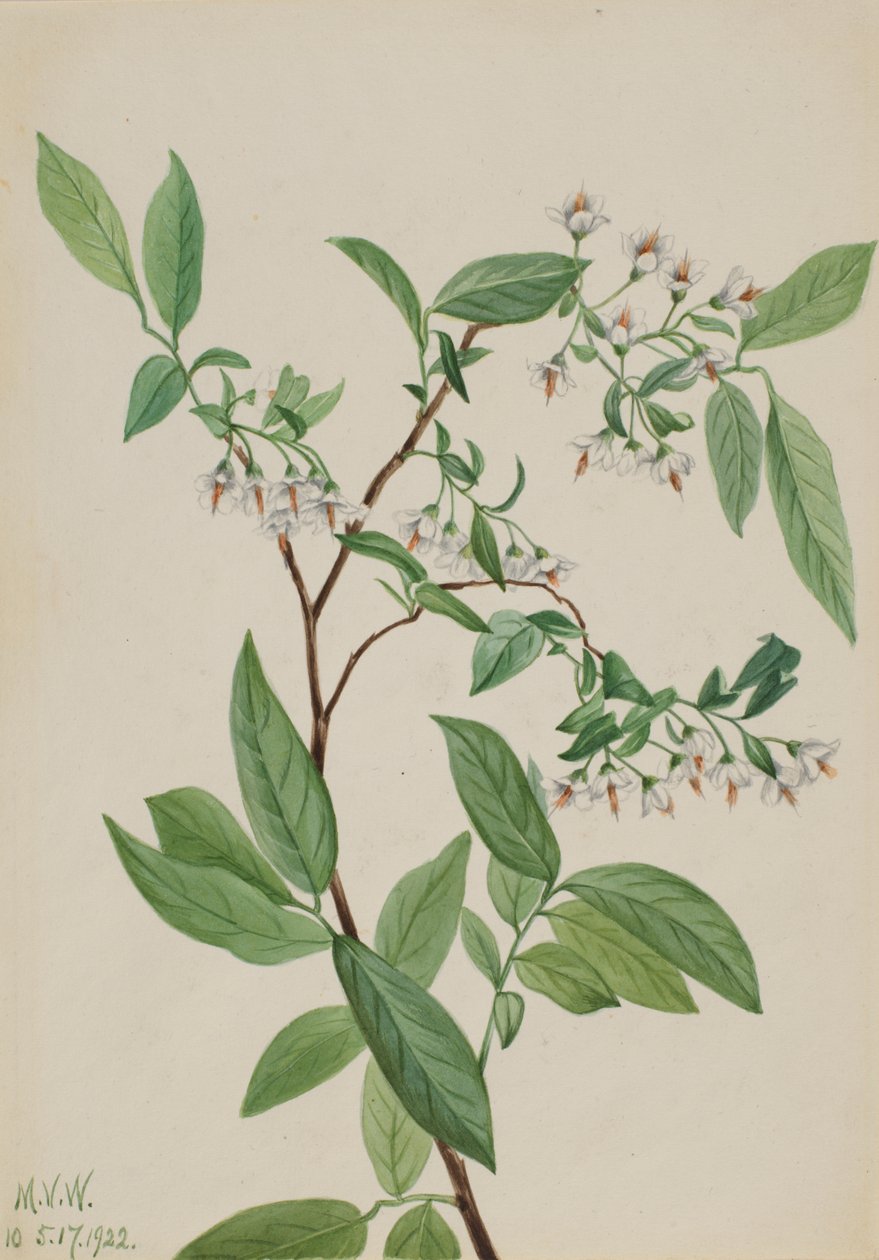 Deerberry Polycodium stamineum, 1922 de Mary Vaux Walcott