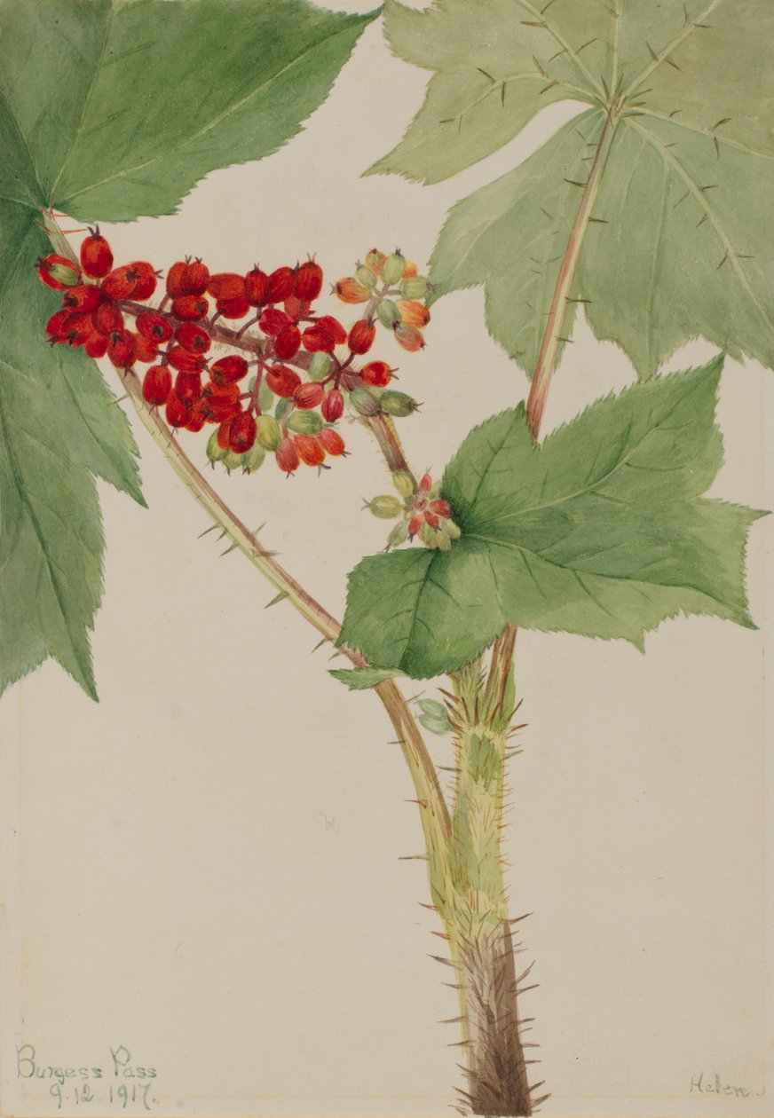 Devilsclub (Echinopanax horridum) de Mary Vaux Walcott