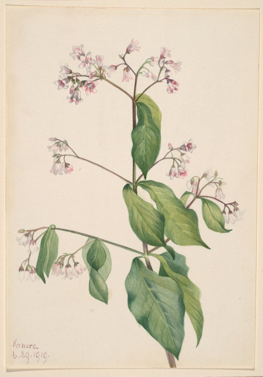 Beleño de perro (Apocyum androsaemfolium) de Mary Vaux Walcott