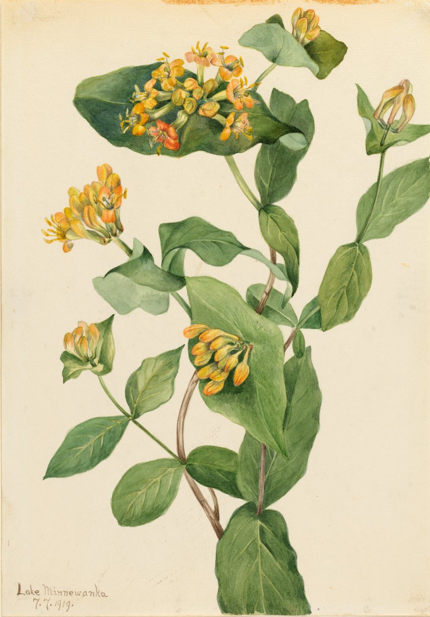 Madreselva de Douglas (Lonicera glaucescens) de Mary Vaux Walcott
