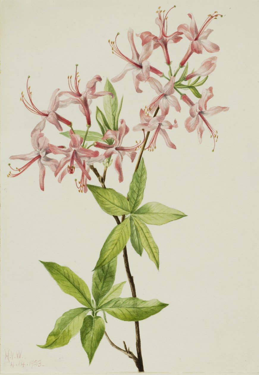 Azalea rosada (Azalea rosea) de Mary Vaux Walcott
