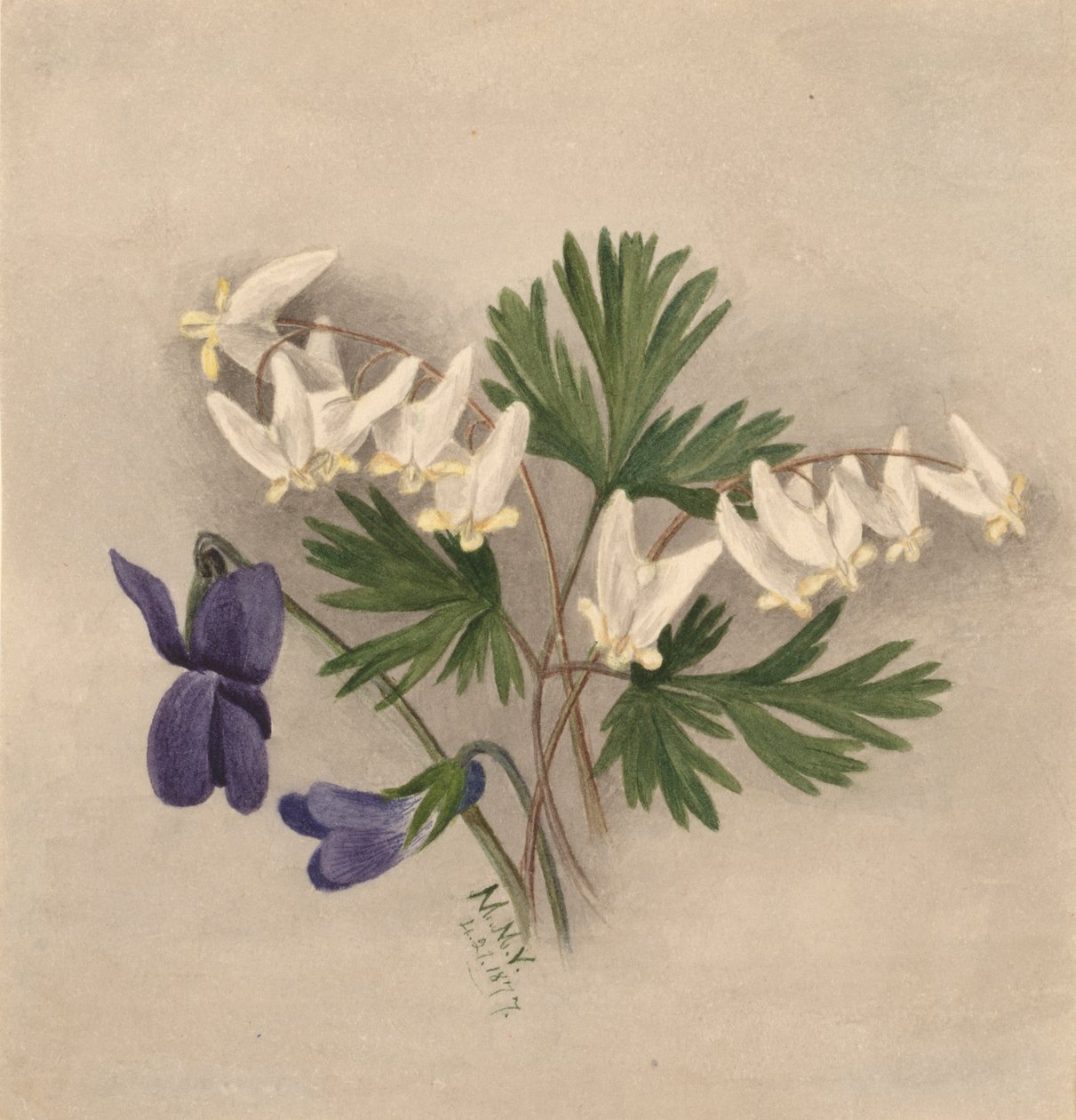 Calzones del holandés (Bikukulla cucullaria) de Mary Vaux Walcott