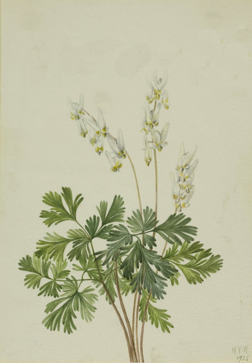 Calzones de holandés Bikukulla cucullaria, 1925 de Mary Vaux Walcott