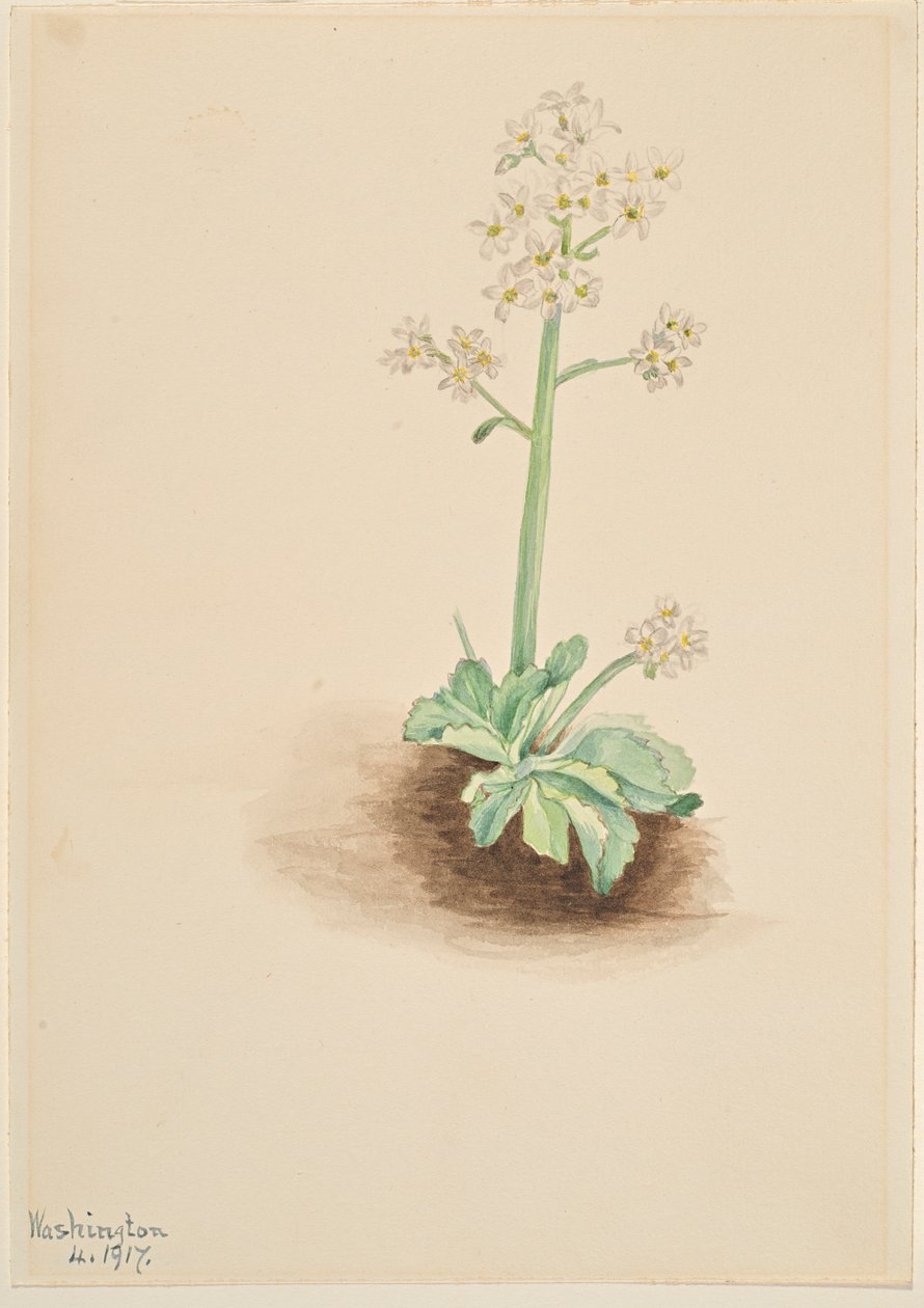 Saxifraga temprana (Saxifraga virginiensis) de Mary Vaux Walcott