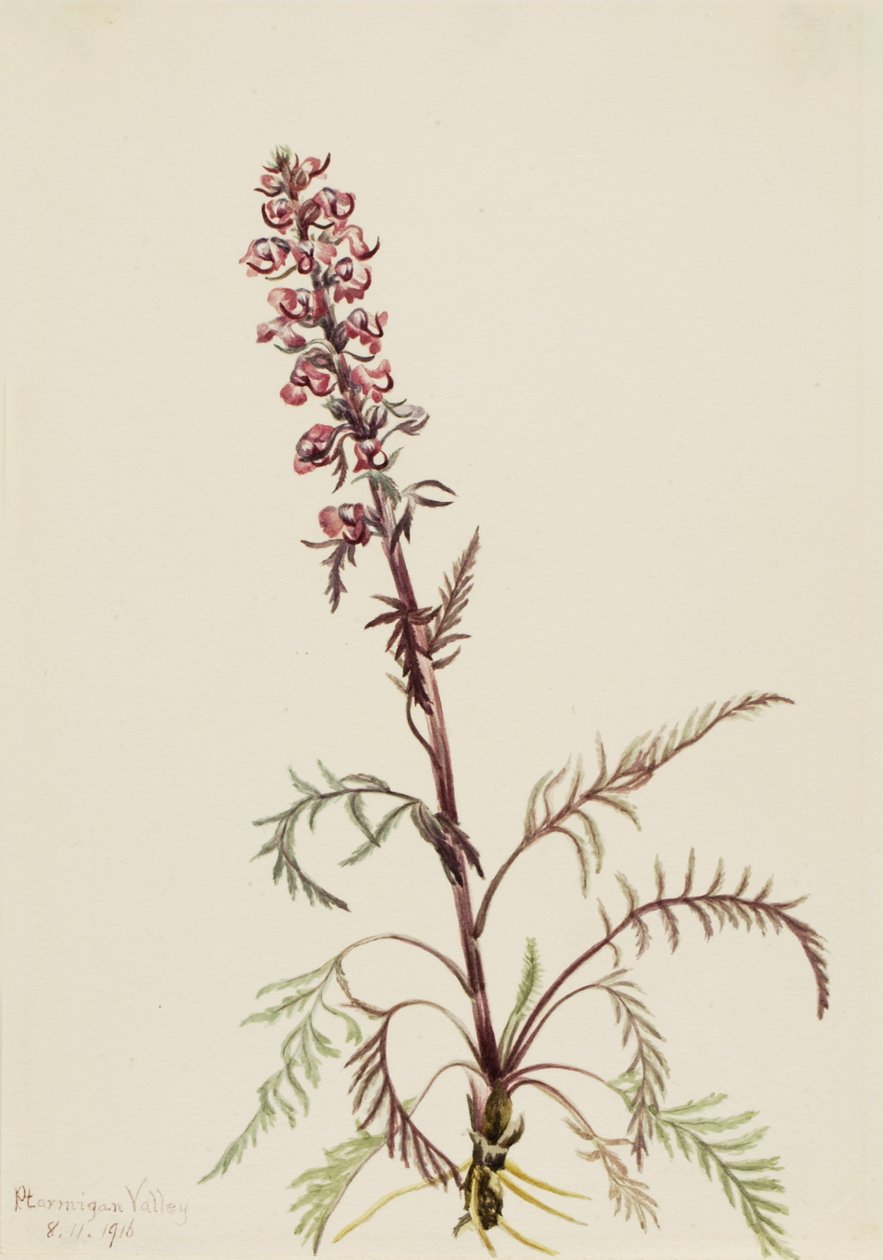 Cabeza de elefante (Pedicularis groenlandica) de Mary Vaux Walcott