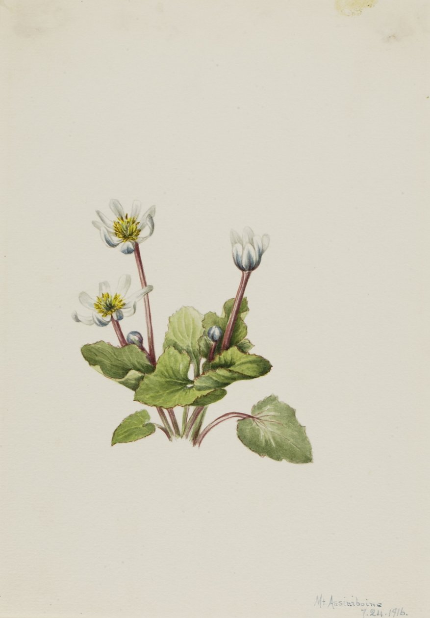 Alce (Caltha leptosepala) de Mary Vaux Walcott