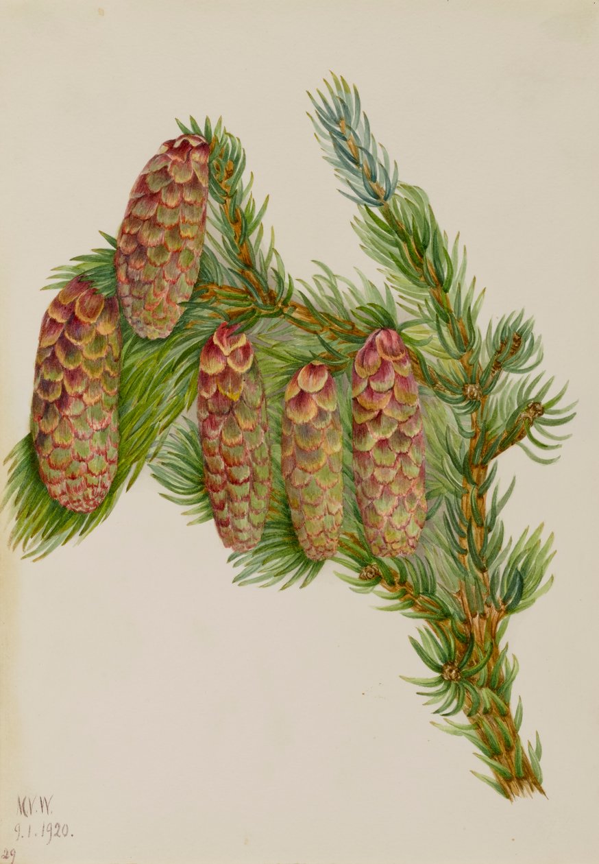 Picea Engelmann de Mary Vaux Walcott