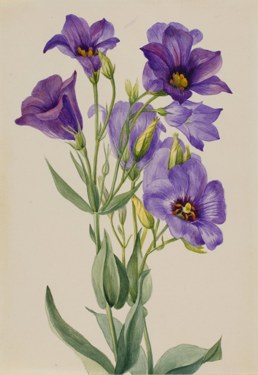 Eustoma russelianum de Mary Vaux Walcott