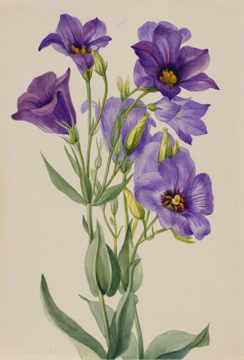 Eustoma russelianum, ca. principios de 1930 de Mary Vaux Walcott