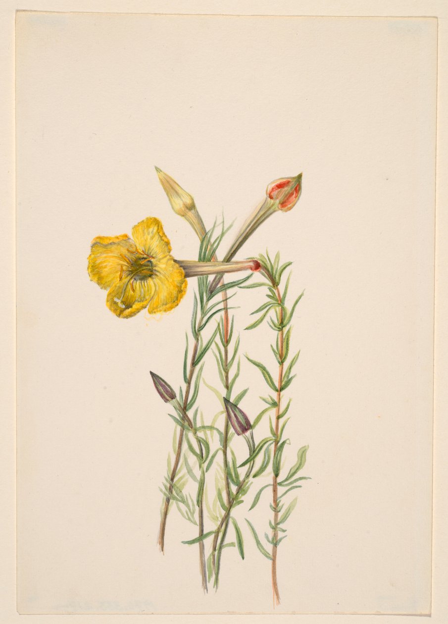 Onagra (Oenothera lavandalaefolia) de Mary Vaux Walcott