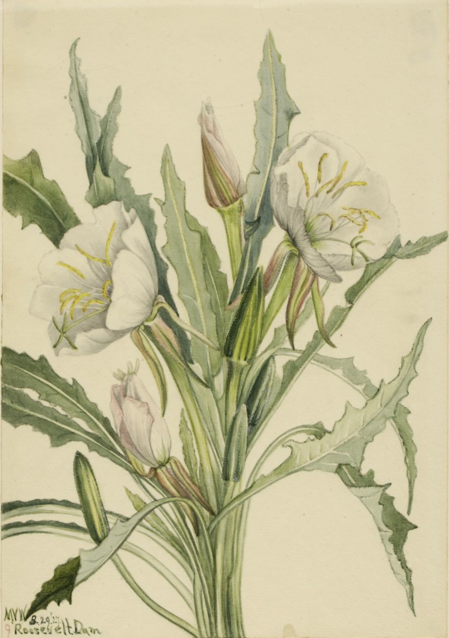 Onagra (Pachyoplus hirsutus) de Mary Vaux Walcott