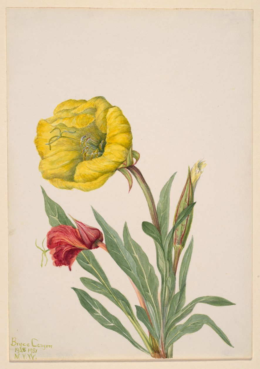 Onagra Oenothera howardi, 1928-1931 de Mary Vaux Walcott