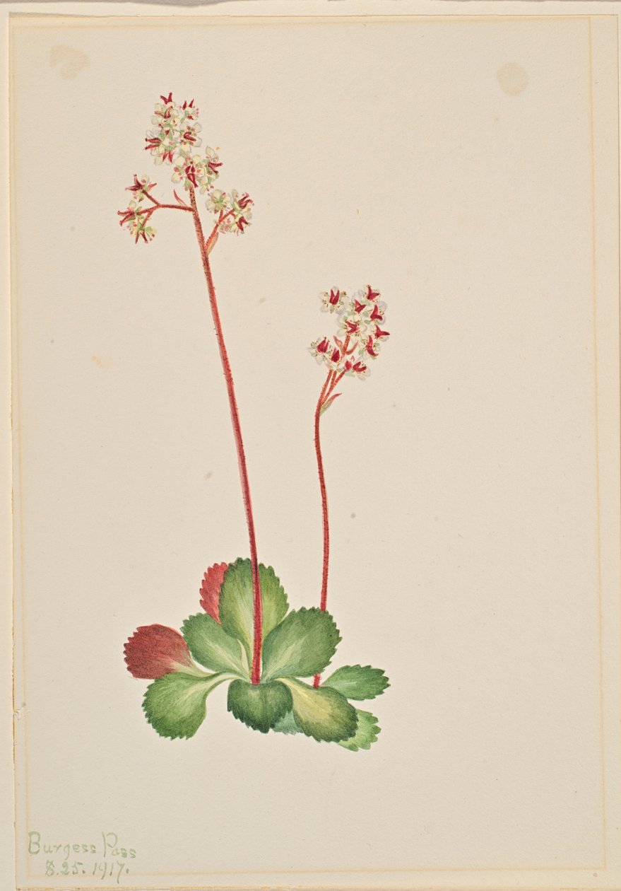Saxifrage perenne (Leptarrhena pyrolifolia) de Mary Vaux Walcott