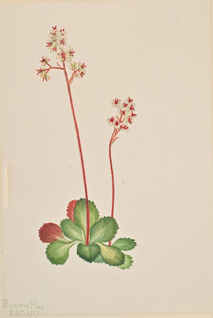 Saxifraga perenne Leptarrhena pyrolifolia, 1917 de Mary Vaux Walcott