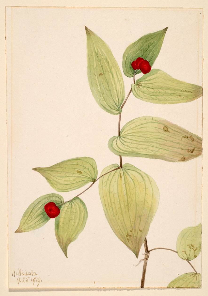 Campanillas (Disporum trachycarpum) de Mary Vaux Walcott