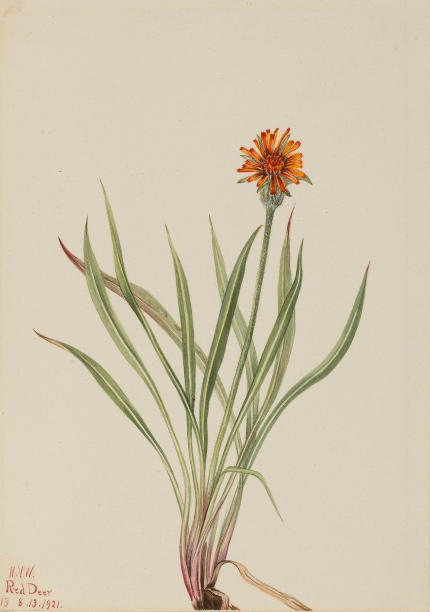 Falsa diente de león Agoseris aurantiaca, 1921 de Mary Vaux Walcott