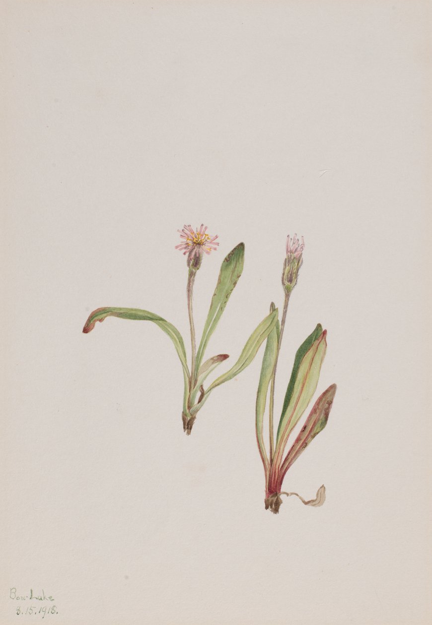 Falsa Diente de León Agoseris carnea de Mary Vaux Walcott