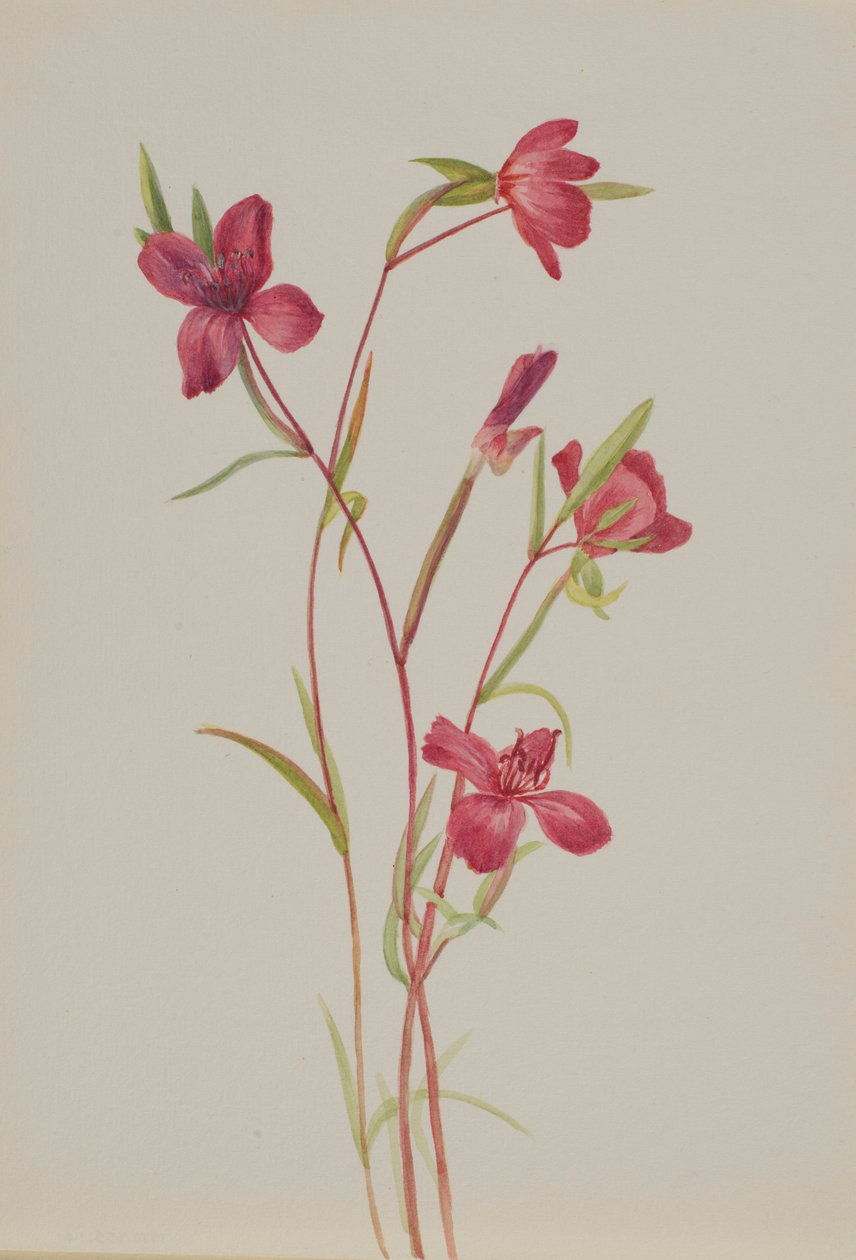 Adiós a la primavera (Godetia amoena lilja) de Mary Vaux Walcott