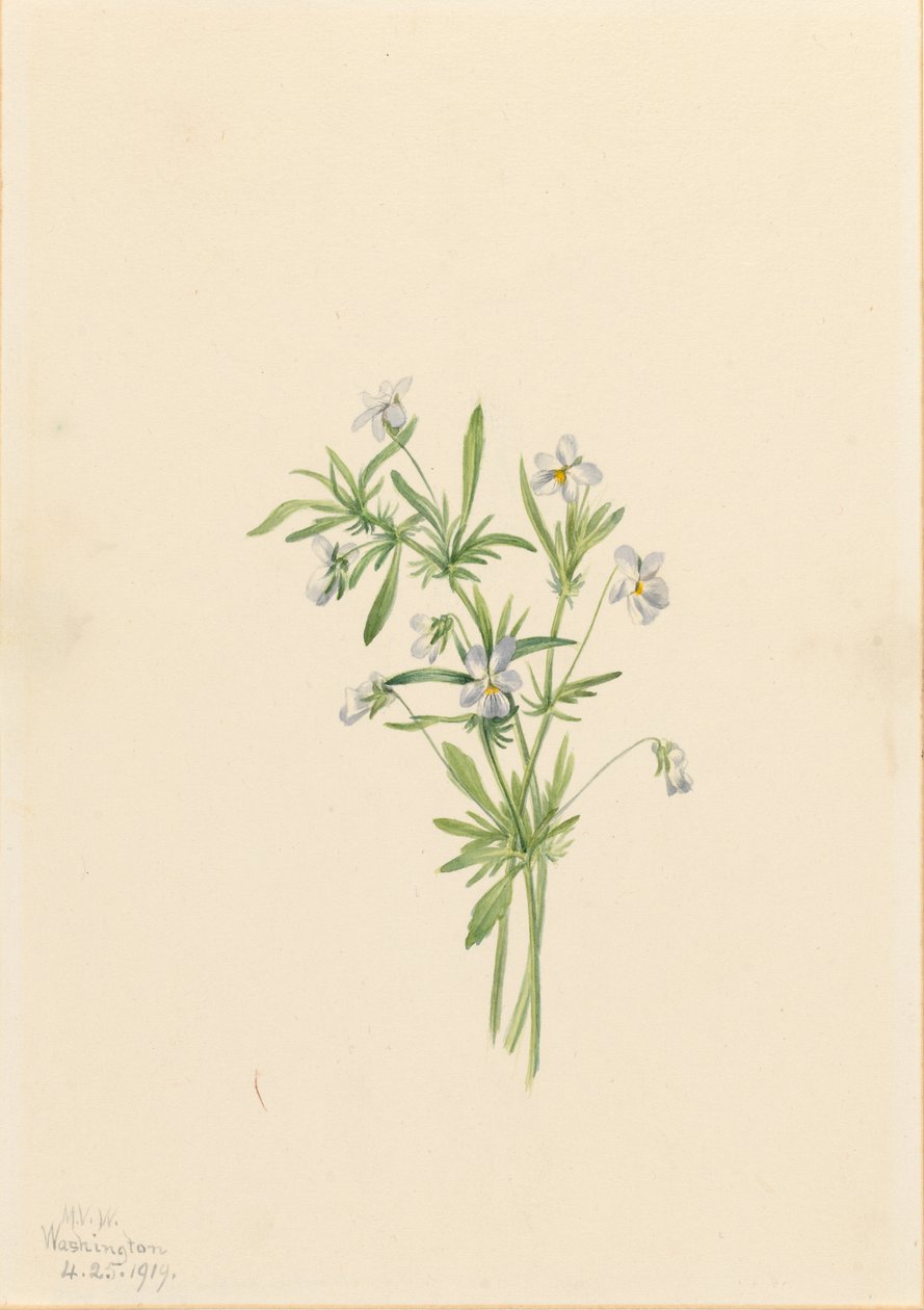 Violeta de campo (Viola rafinesquii) de Mary Vaux Walcott