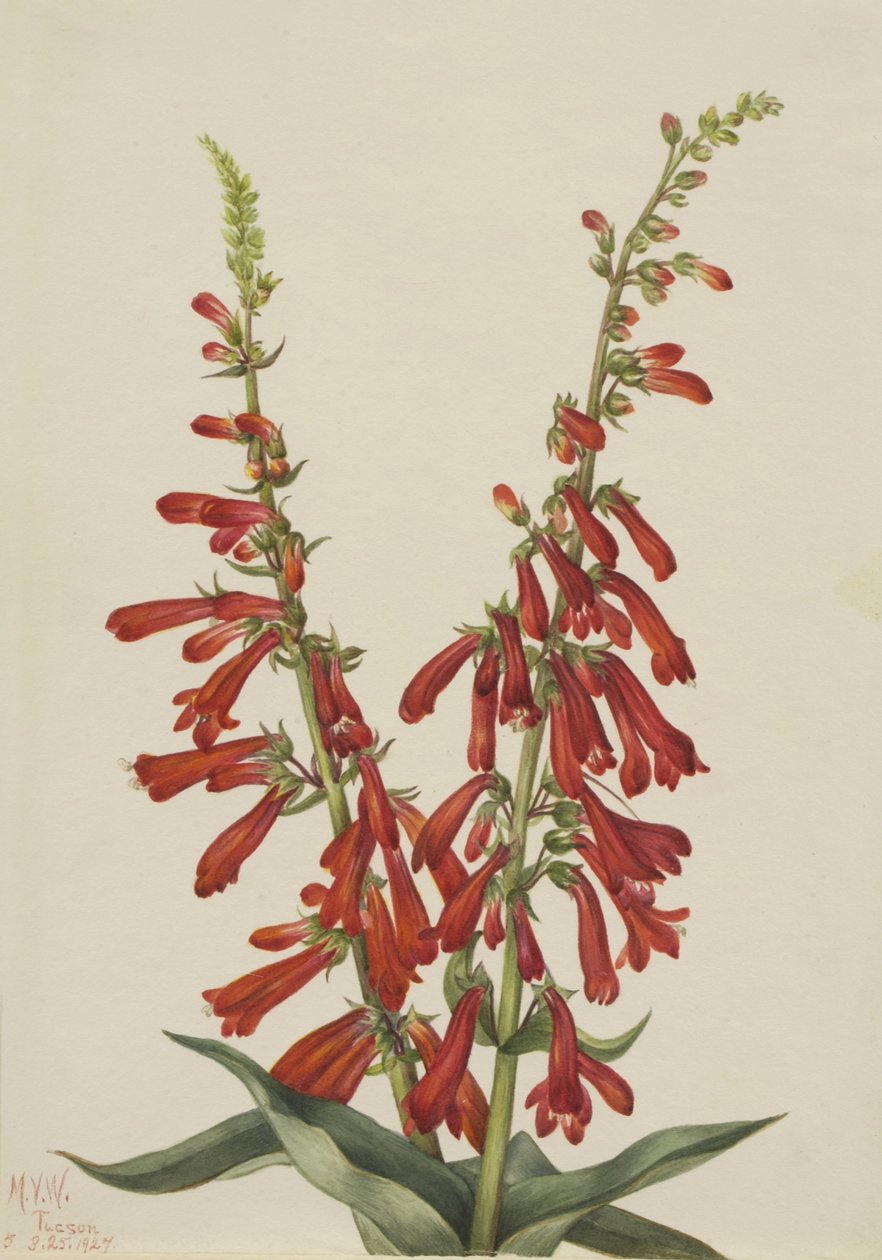 Pentstemon de fuego (Pentstemon eatonii) de Mary Vaux Walcott
