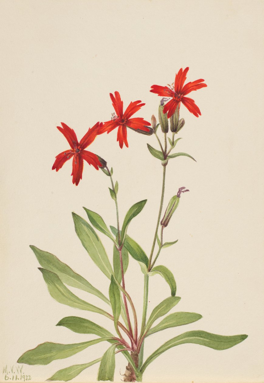 Clavel de fuego Silene virginica, 1932 de Mary Vaux Walcott