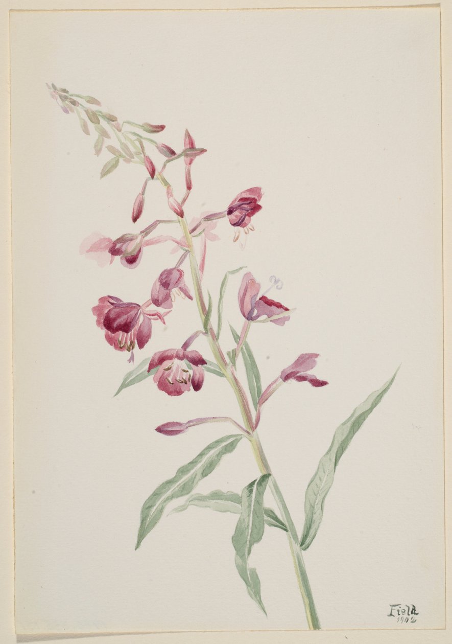 Hierba de fuego (Epilobium angustifolium) de Mary Vaux Walcott